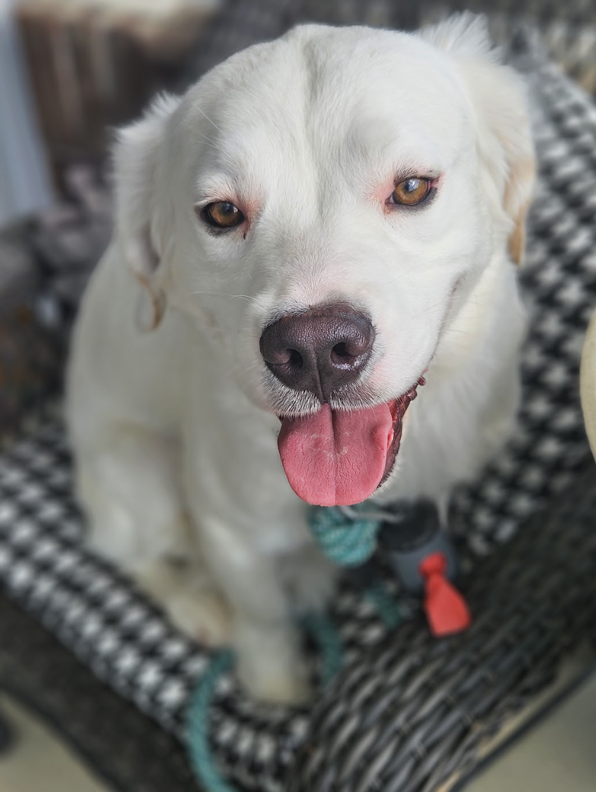 Screenshot 2026-04-08 at 3.42.46 PM.png