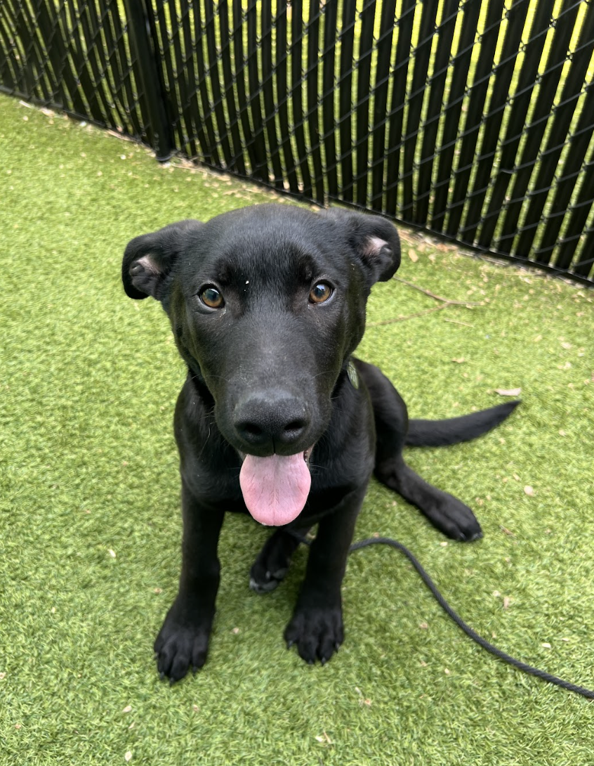 Screenshot 2026-04-09 at 6.45.36 PM.png