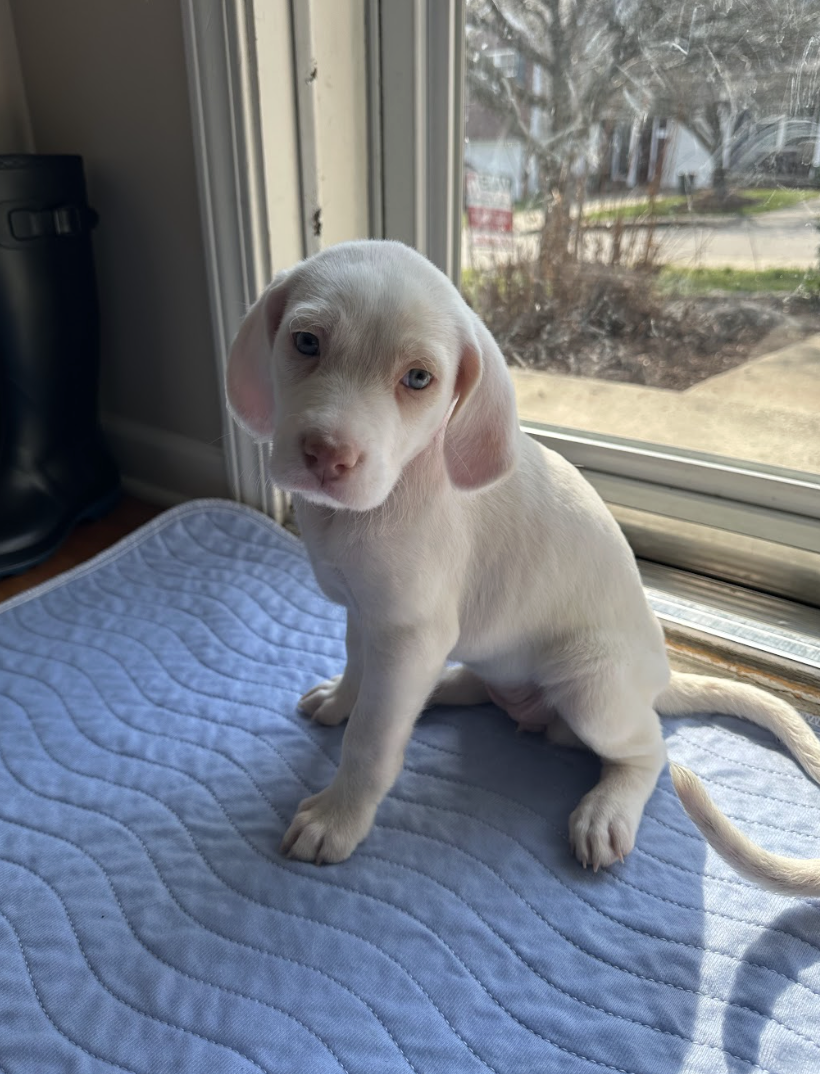 Screenshot 2026-03-10 at 8.53.02 PM.png