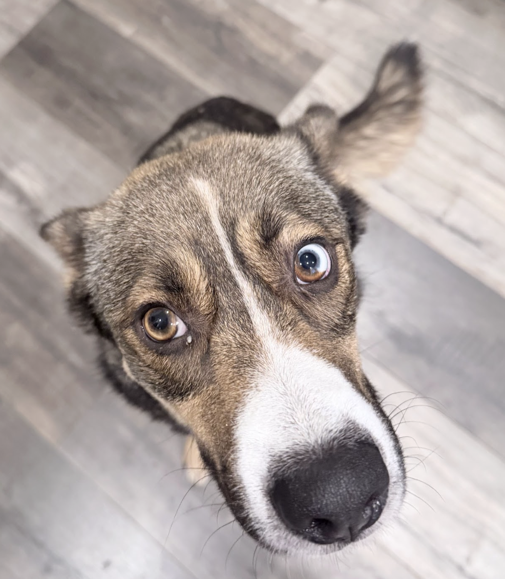 Screenshot 2026-04-10 at 4.20.13 PM.png