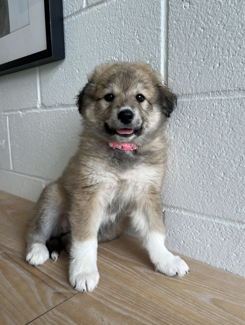 Screenshot 2026-04-16 at 4.18.21 PM.png