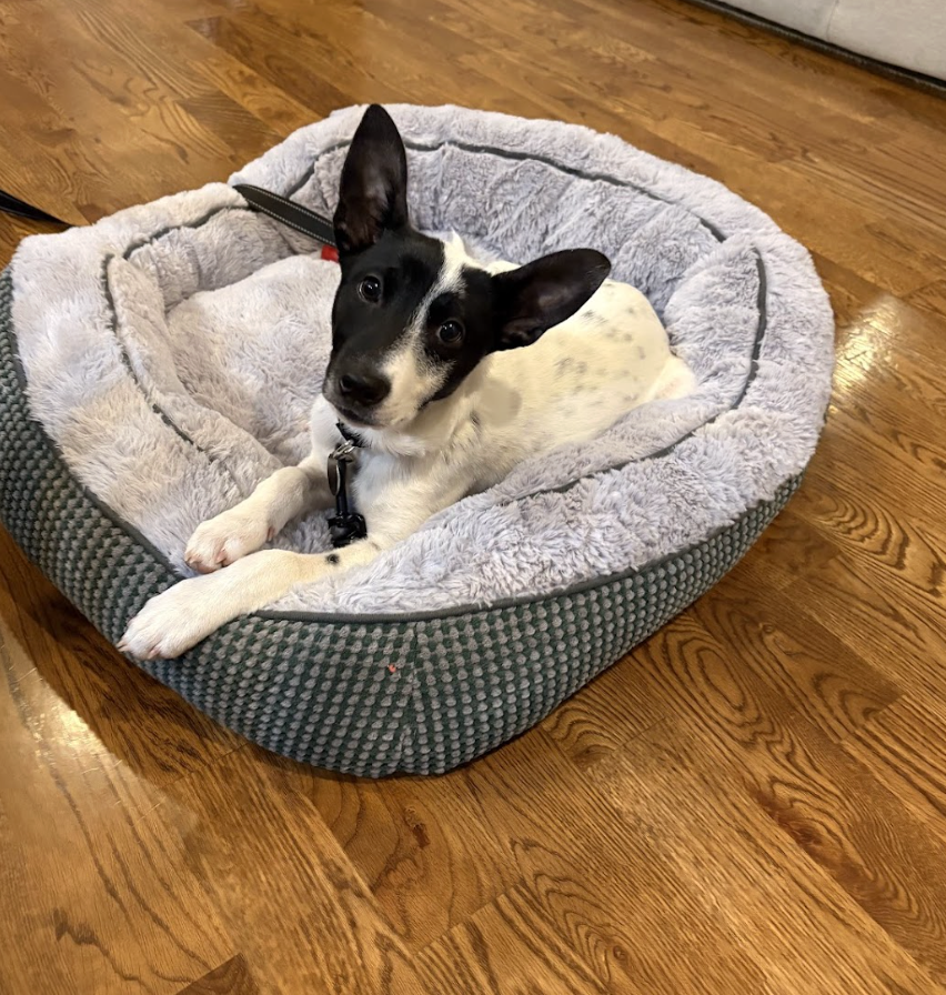 Chia, the Seed Litter