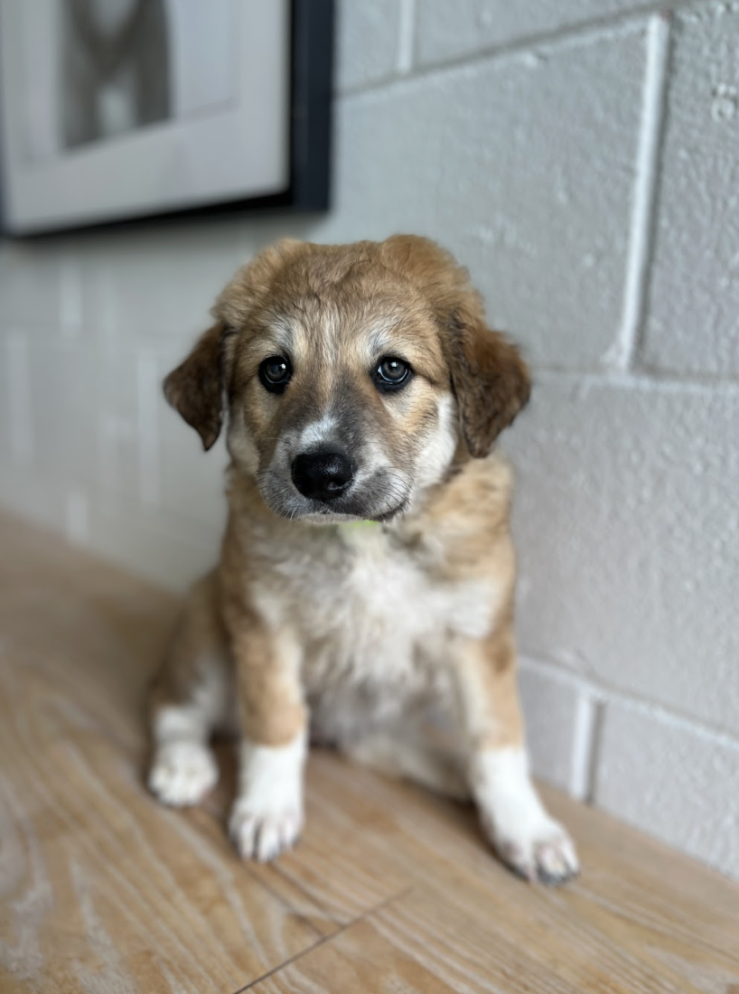 Screenshot 2026-04-16 at 4.15.53 PM.png