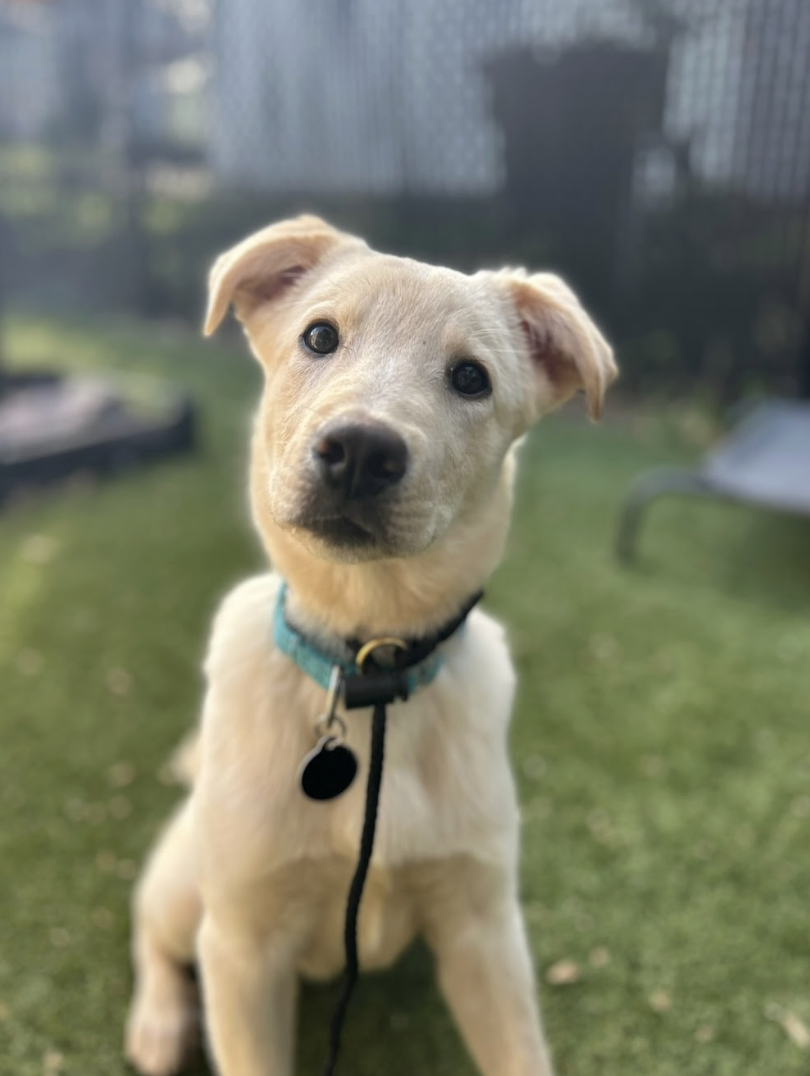 Screenshot 2026-04-08 at 4.05.10 PM.png