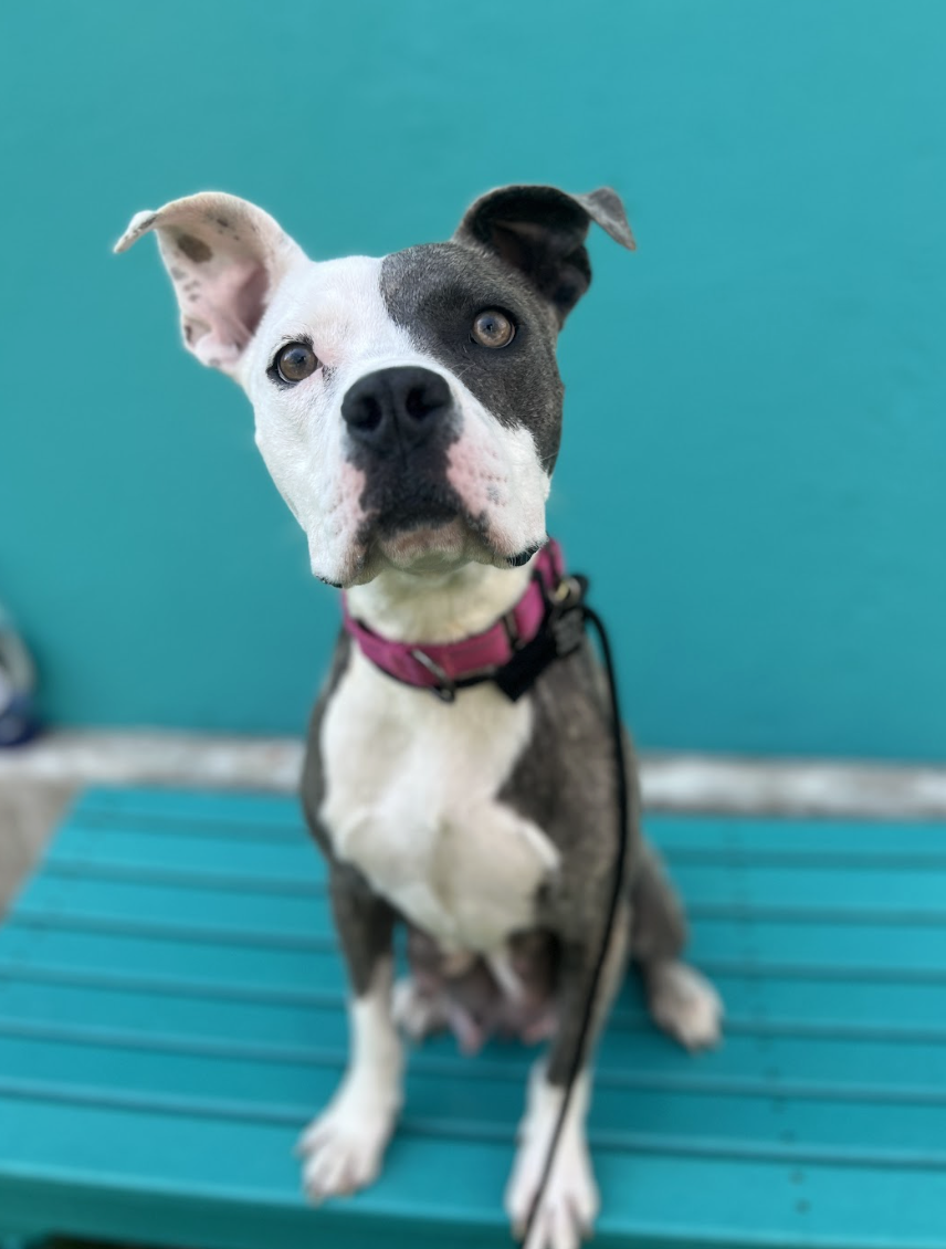 Screenshot 2026-02-17 at 3.25.21 PM.png