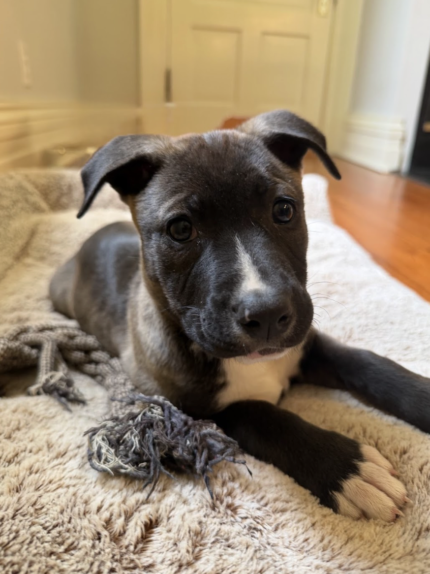 Screenshot 2026-04-03 at 2.03.48 PM.png