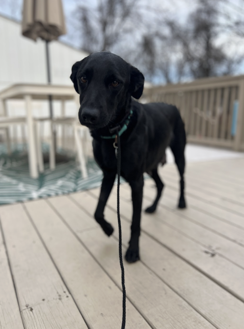 Screenshot 2025-12-18 at 1.46.56 PM.png