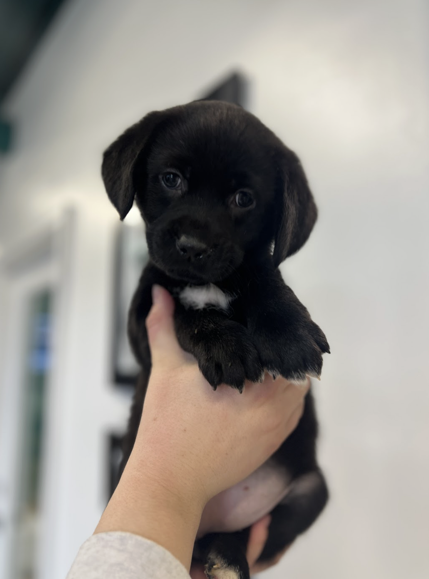 Screenshot 2026-02-14 at 5.46.04 PM.png