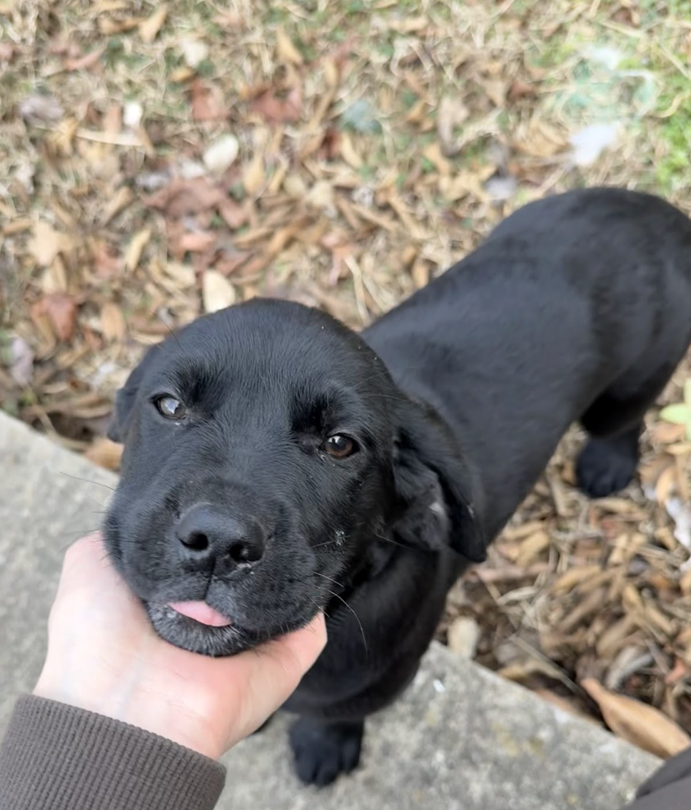 Screenshot 2026-02-13 at 4.51.28 PM.png