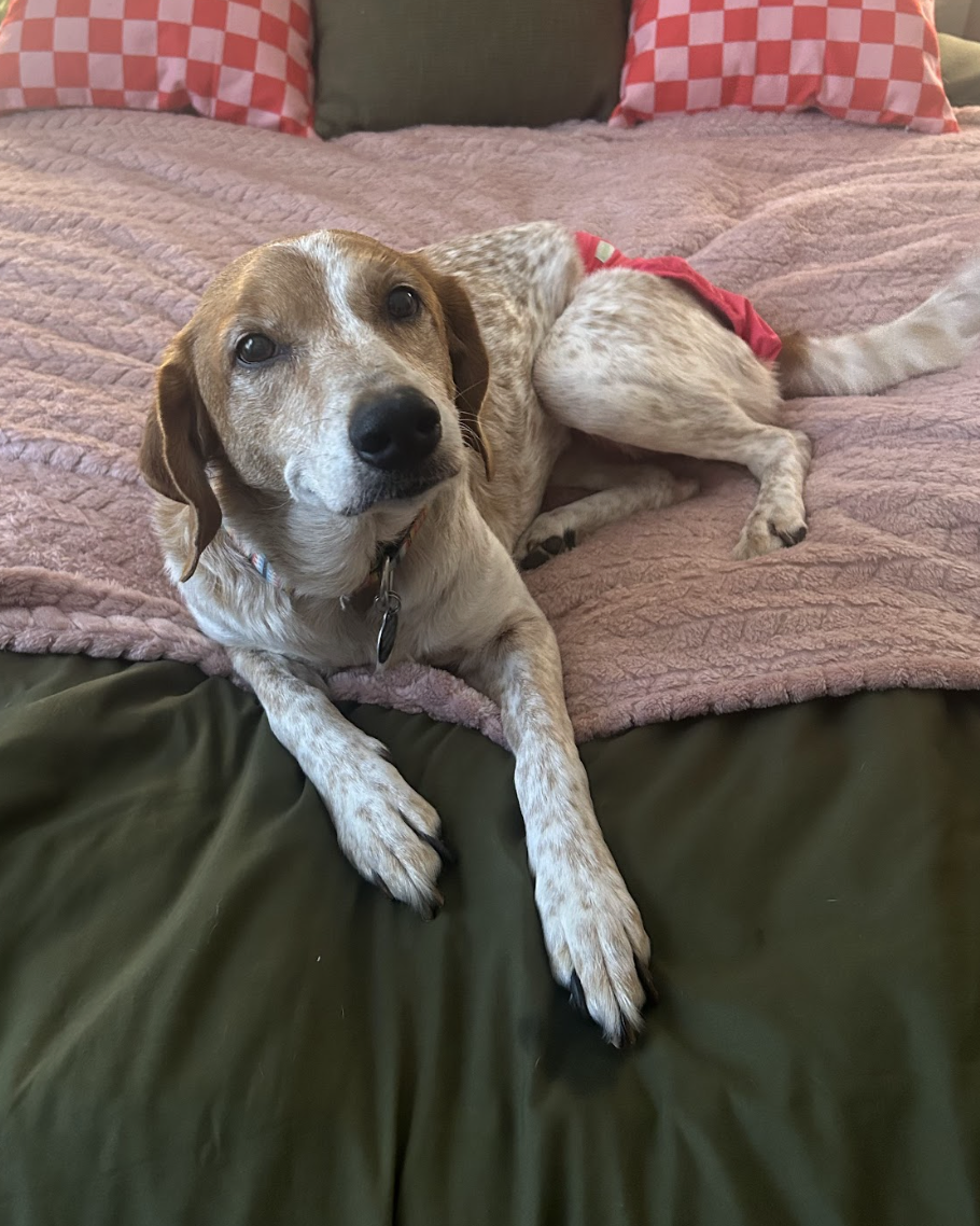 Screenshot 2026-03-11 at 8.36.47 PM.png