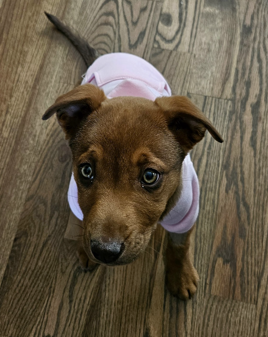 Screenshot 2026-02-12 at 4.50.46 PM.png