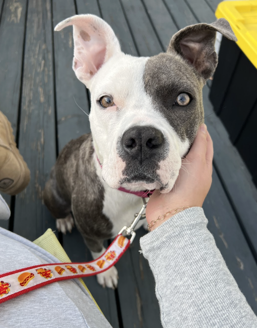 Screenshot 2026-03-27 at 4.48.28 PM.png