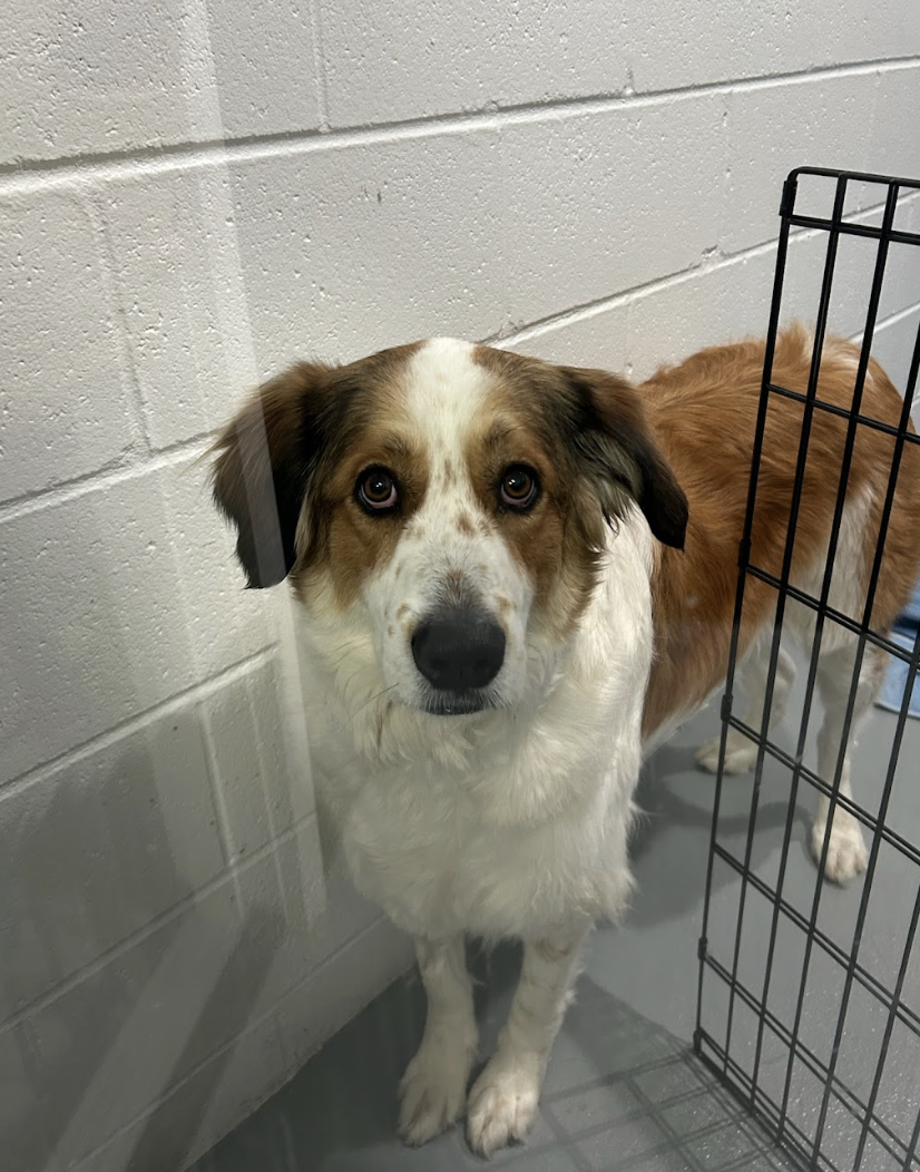 Screenshot 2026-03-18 at 4.21.15 PM.png