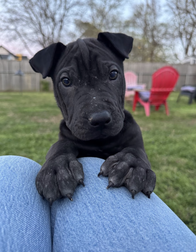 Screenshot 2026-04-08 at 3.28.44 PM.png