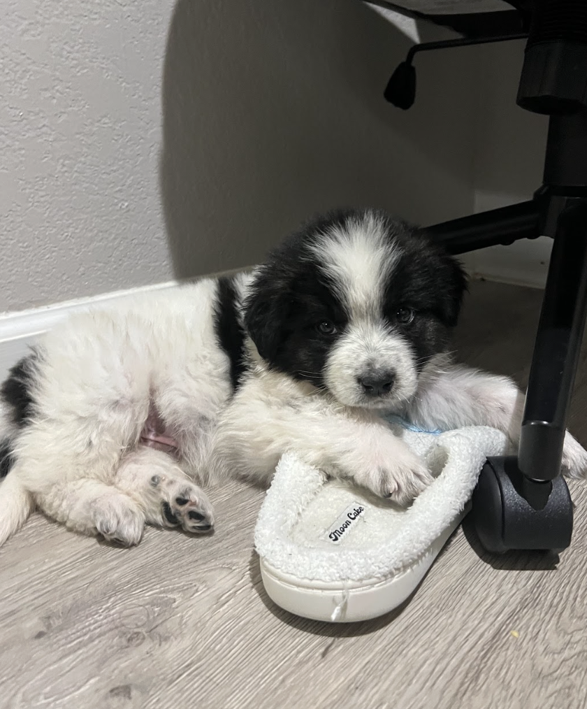 Screenshot 2026-04-13 at 2.43.50 PM.png