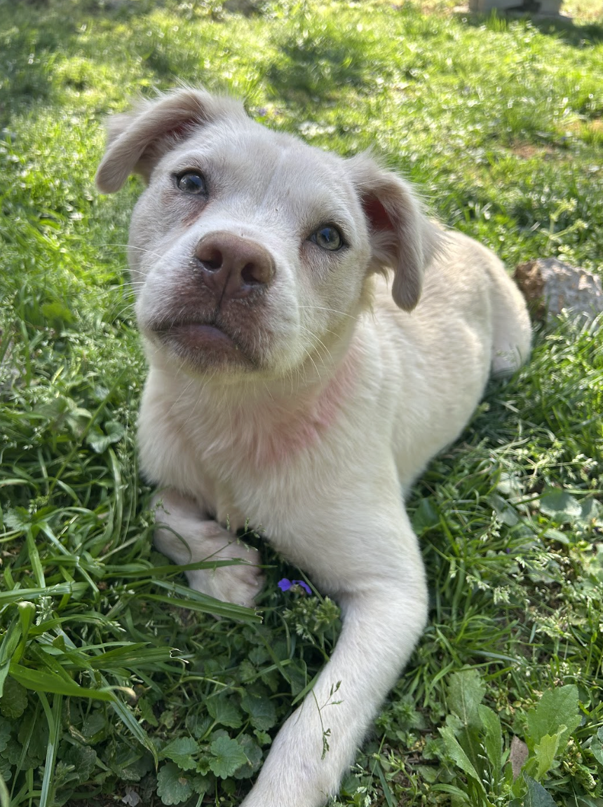 Screenshot 2026-04-08 at 3.37.37 PM.png