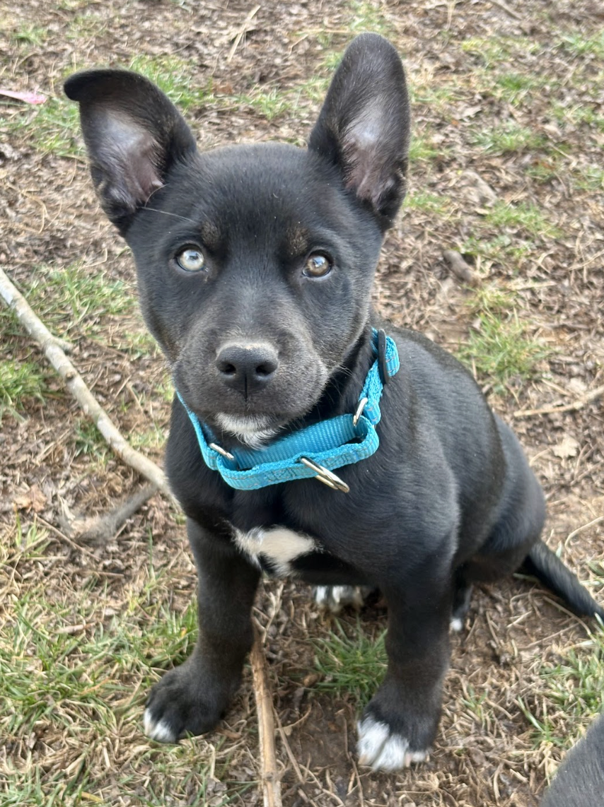 Screenshot 2026-02-20 at 12.23.02 PM.png