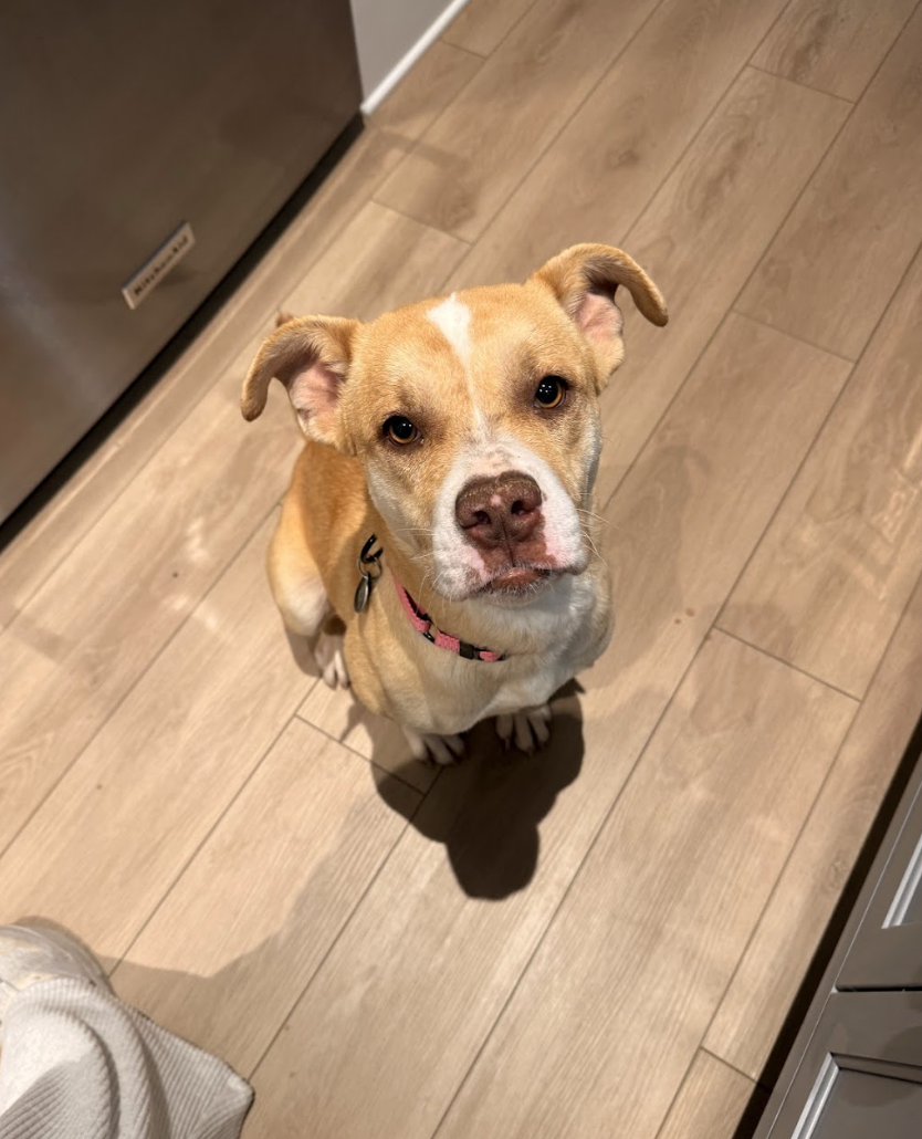 Screenshot 2026-03-18 at 4.27.42 PM.png