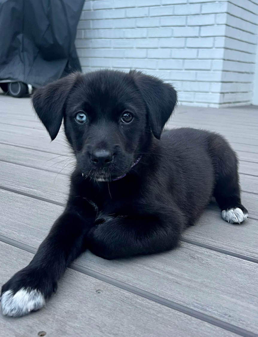 Screenshot 2026-04-16 at 5.02.03 PM.png