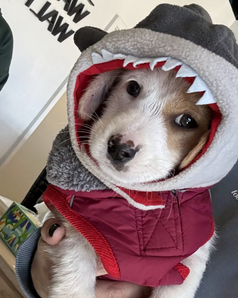 Screenshot 2026-02-01 at 6.07.06 PM.png