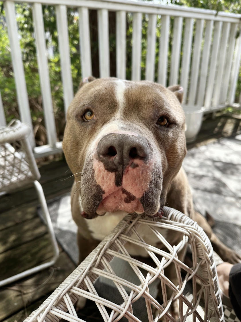 Screenshot 2026-04-15 at 12.42.47 PM.png