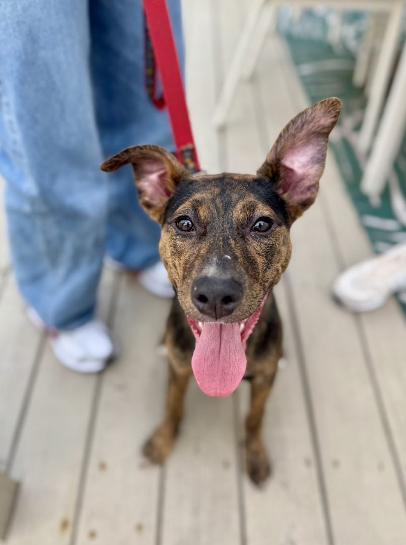 Screenshot 2026-03-12 at 3.04.01 PM.png