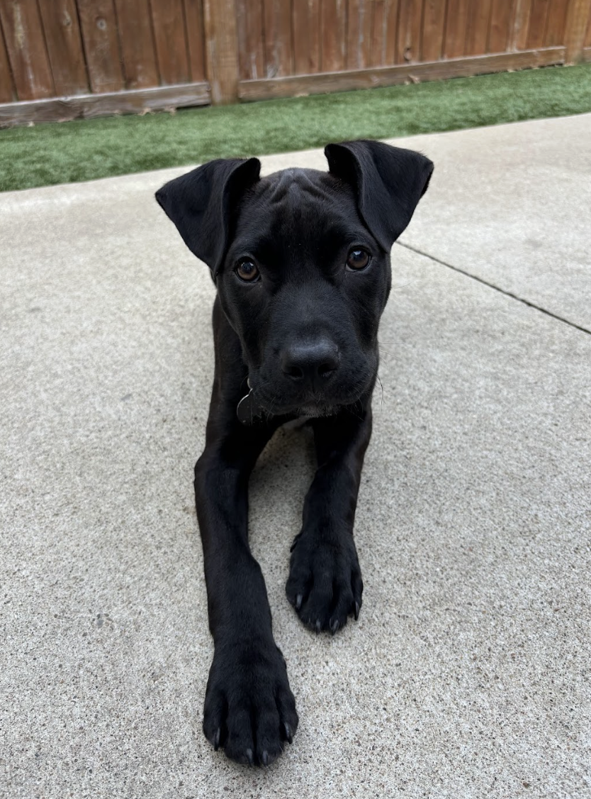 Screenshot 2026-04-03 at 2.35.22 PM.png