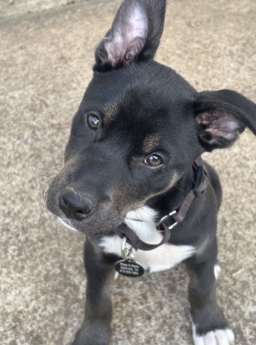 Screenshot 2026-02-20 at 12.23.58 PM.png