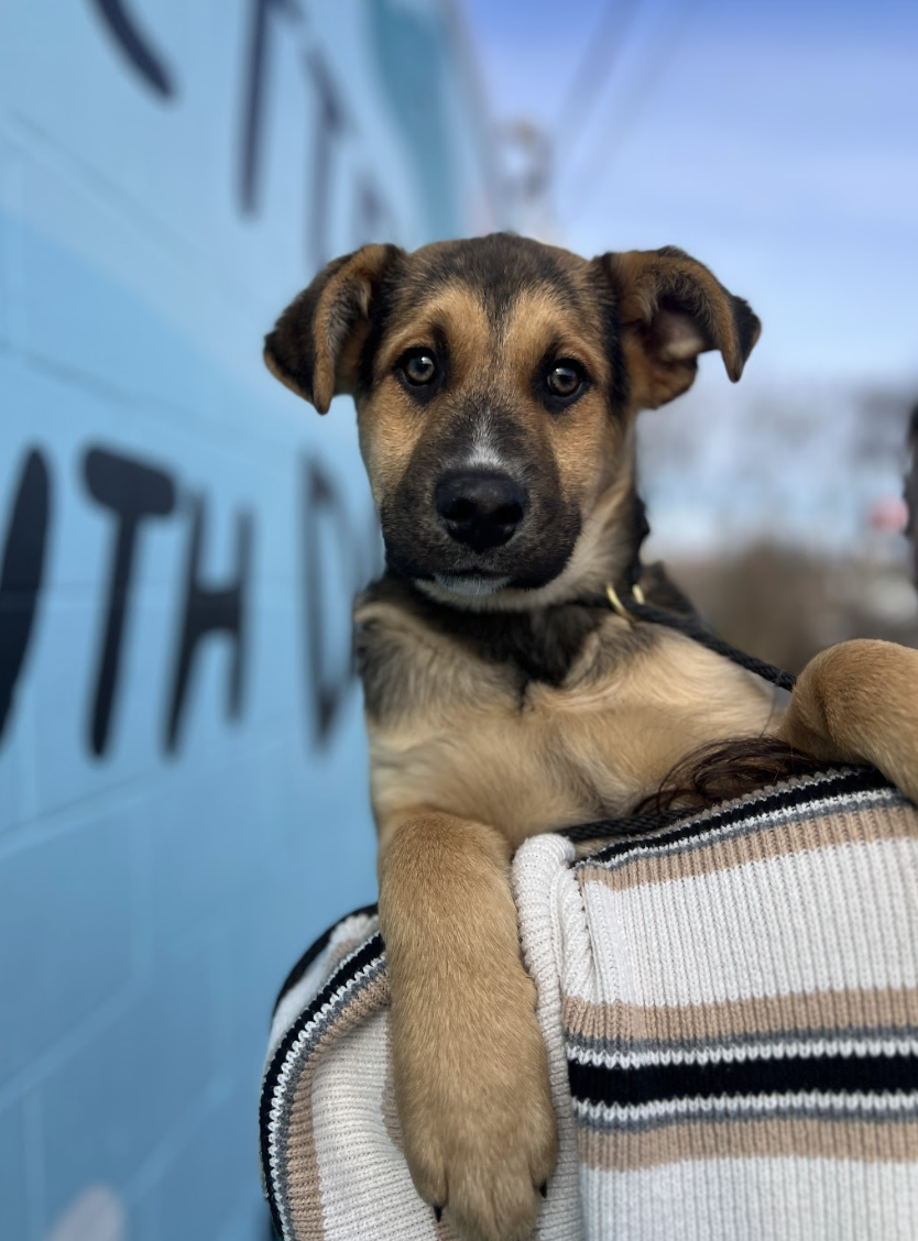 Screenshot 2026-02-12 at 5.08.33 PM.png