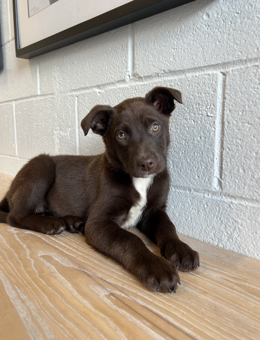 Screenshot 2026-02-05 at 1.54.59 PM.png