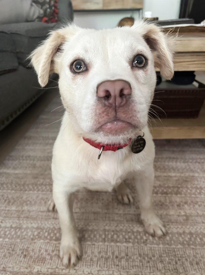 Screenshot 2026-04-22 at 5.44.03 PM.png