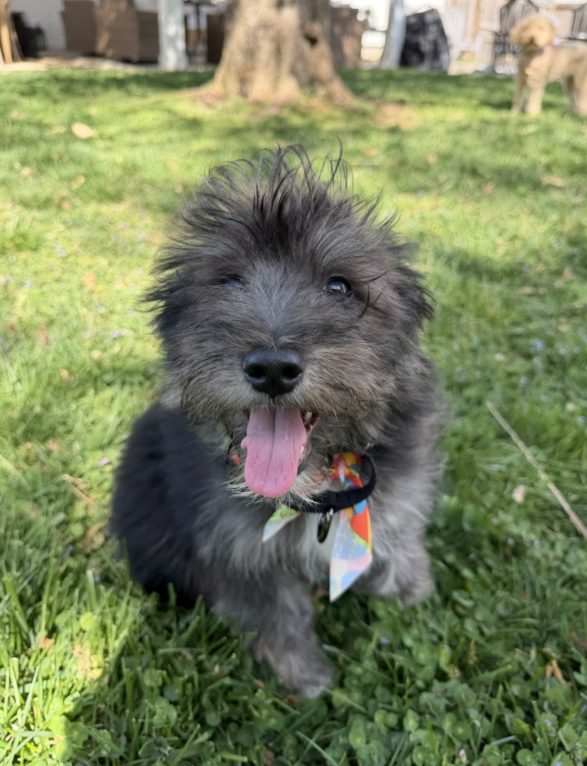 Screenshot 2026-04-06 at 1.11.20 PM.png