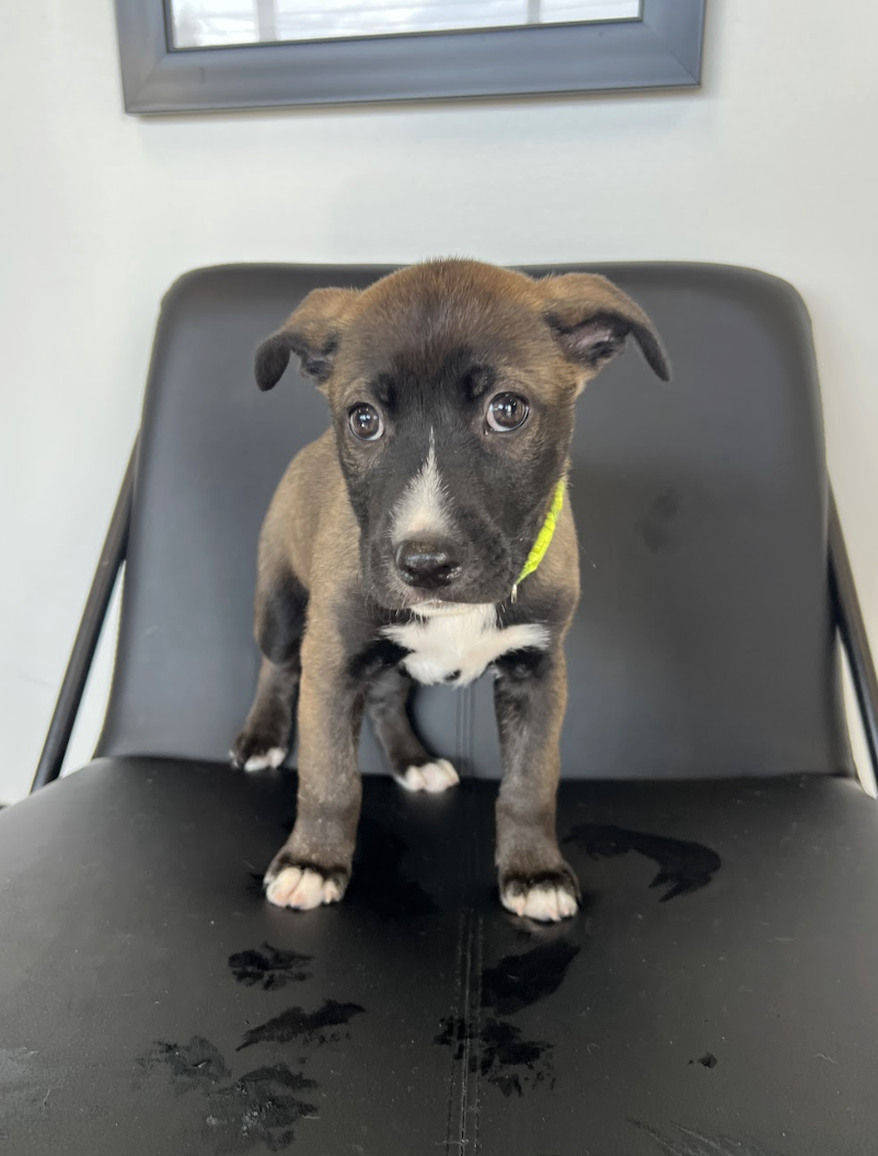 Screenshot 2026-04-03 at 2.05.33 PM.png