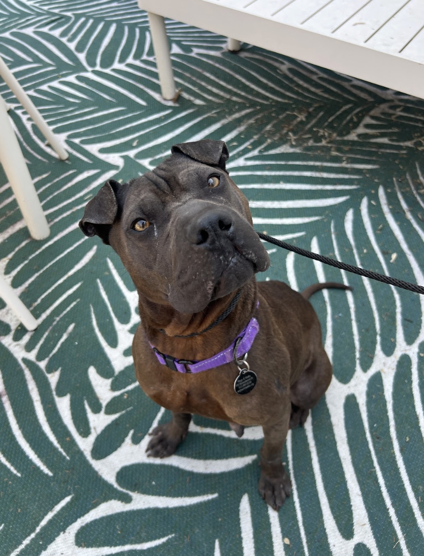 Screenshot 2026-03-26 at 3.24.07 PM.png