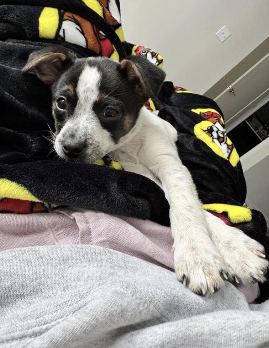 Screenshot 2026-02-17 at 3.53.34 PM.png