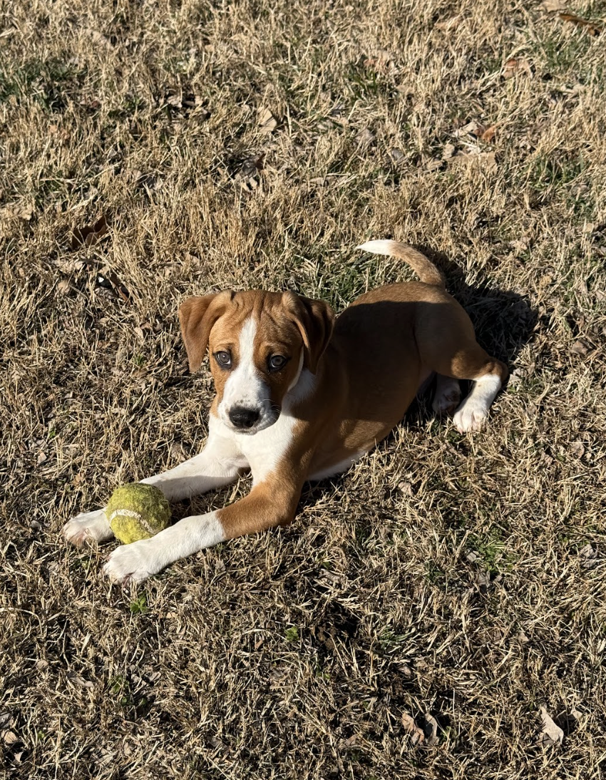 Screenshot 2026-01-29 at 12.10.19 PM.png