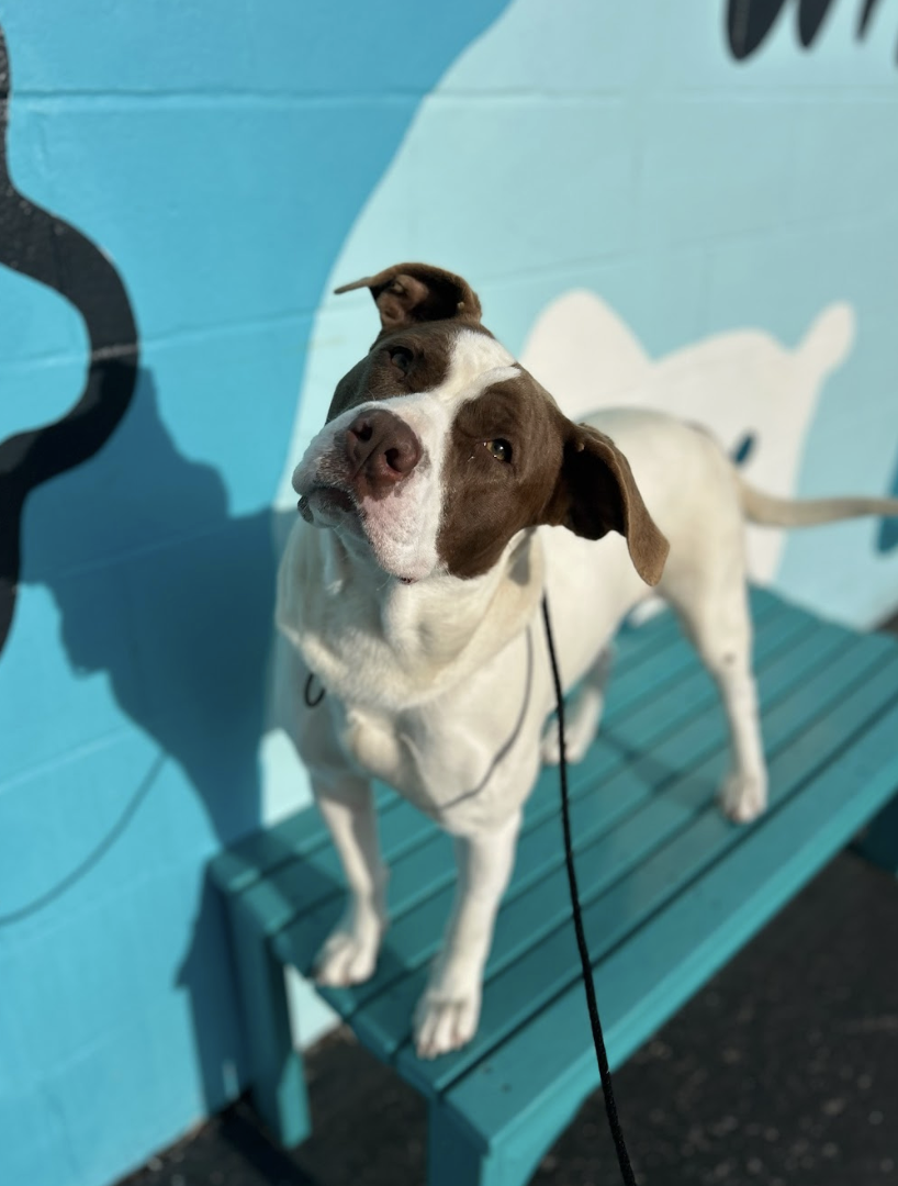 Screenshot 2026-02-25 at 12.57.17 PM.png