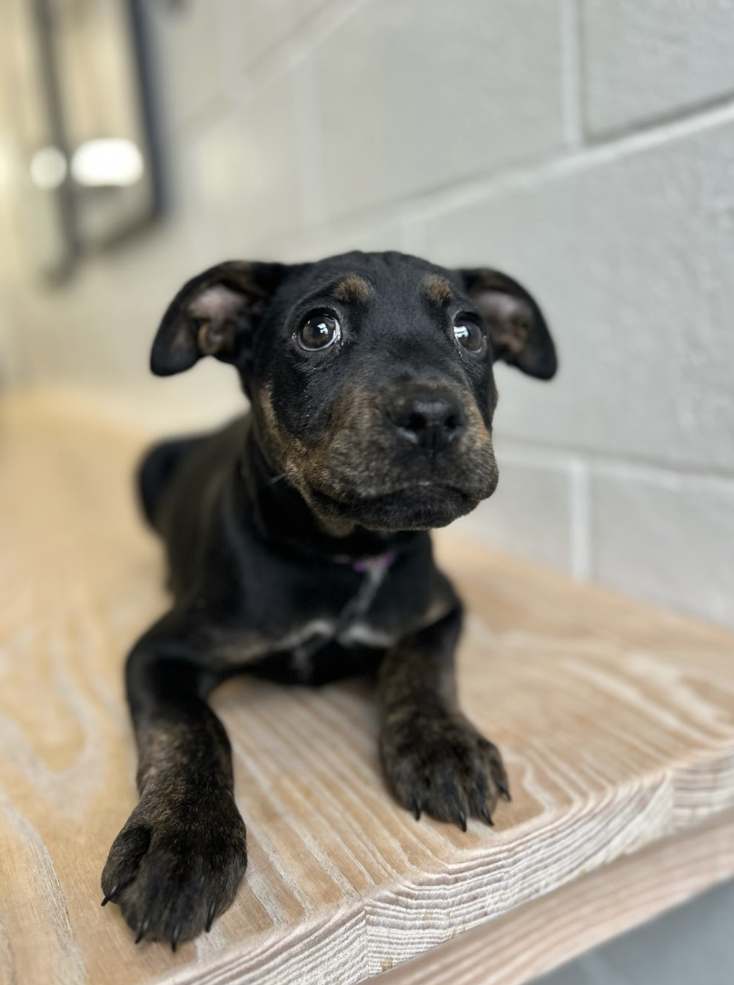 Screenshot 2026-02-19 at 5.03.52 PM.png