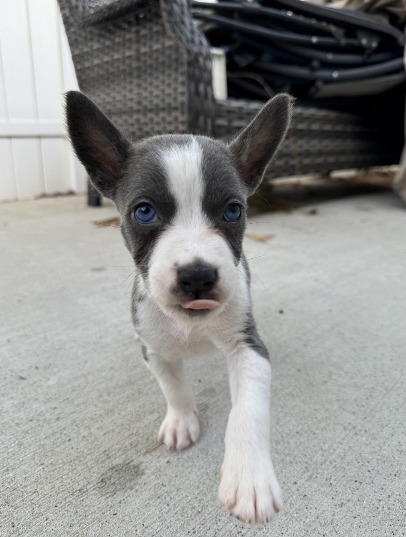 Screenshot 2026-04-23 at 2.15.50 PM.png