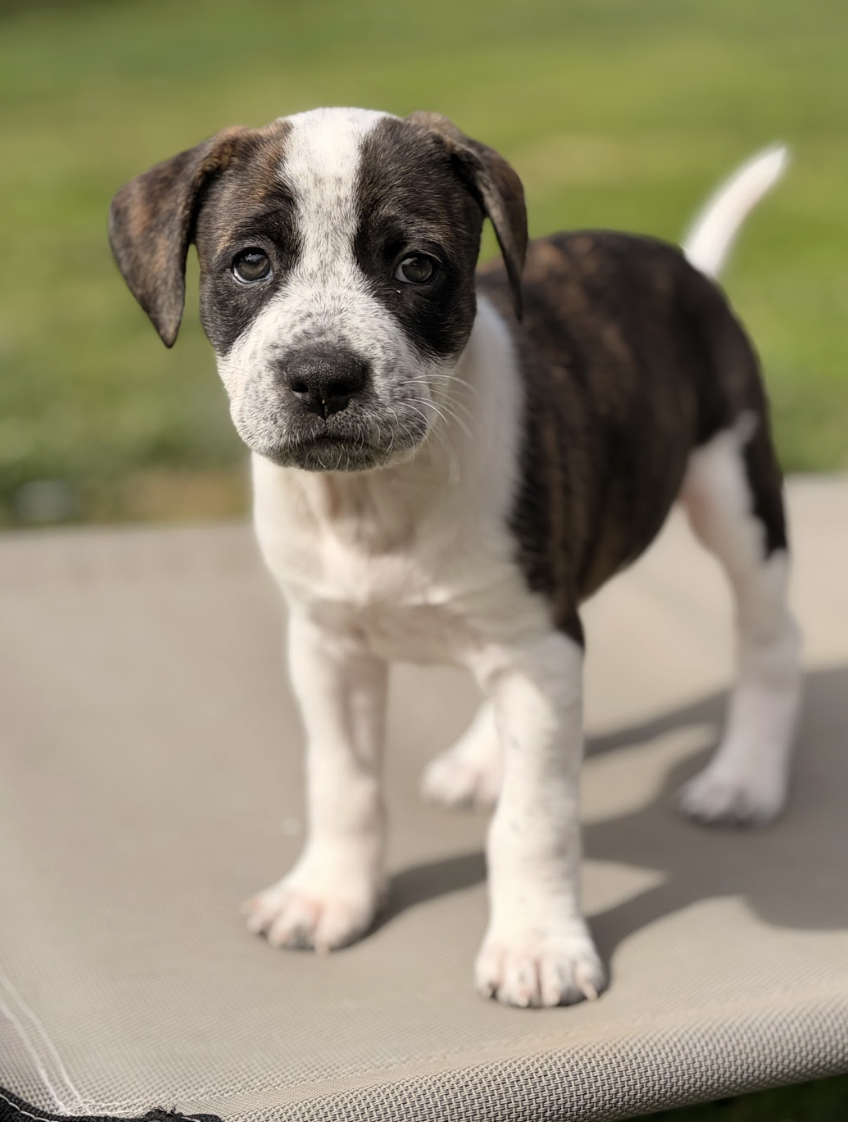 Screenshot 2026-03-27 at 7.47.27 PM.png