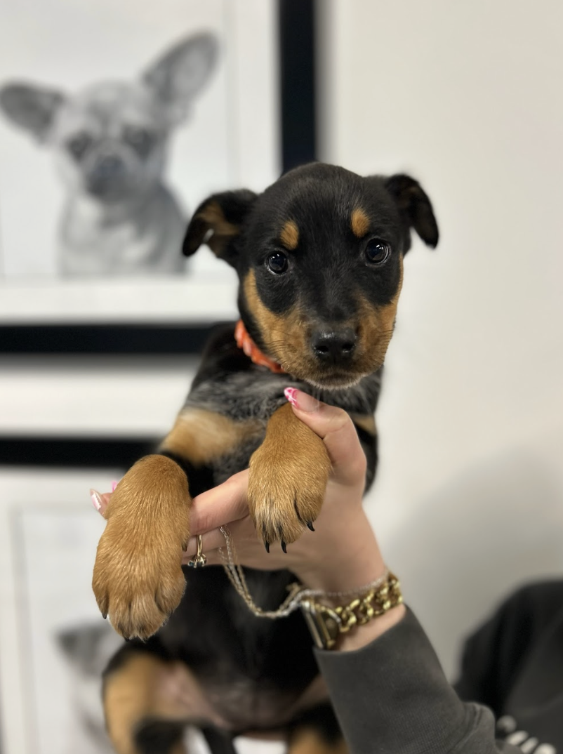 Screenshot 2026-02-19 at 7.06.43 PM.png