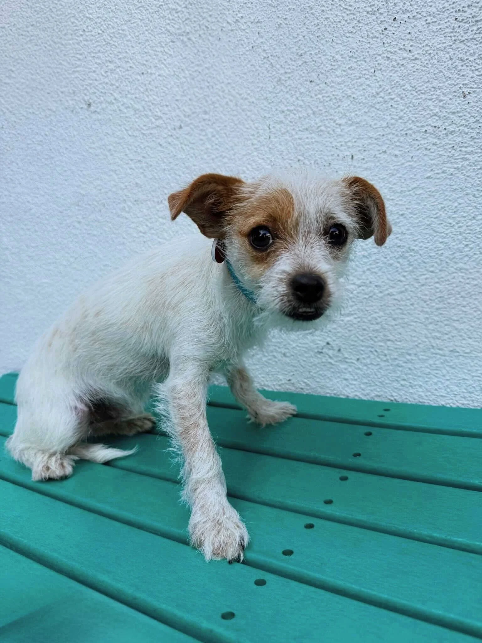 Terrier