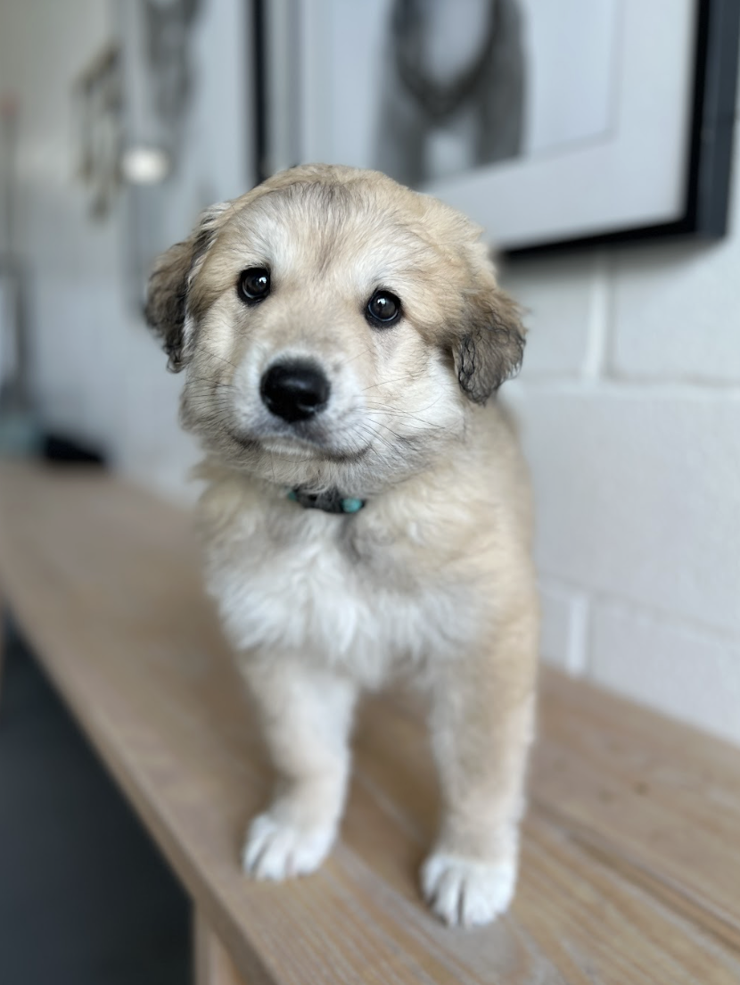 Screenshot 2026-04-16 at 4.11.38 PM.png