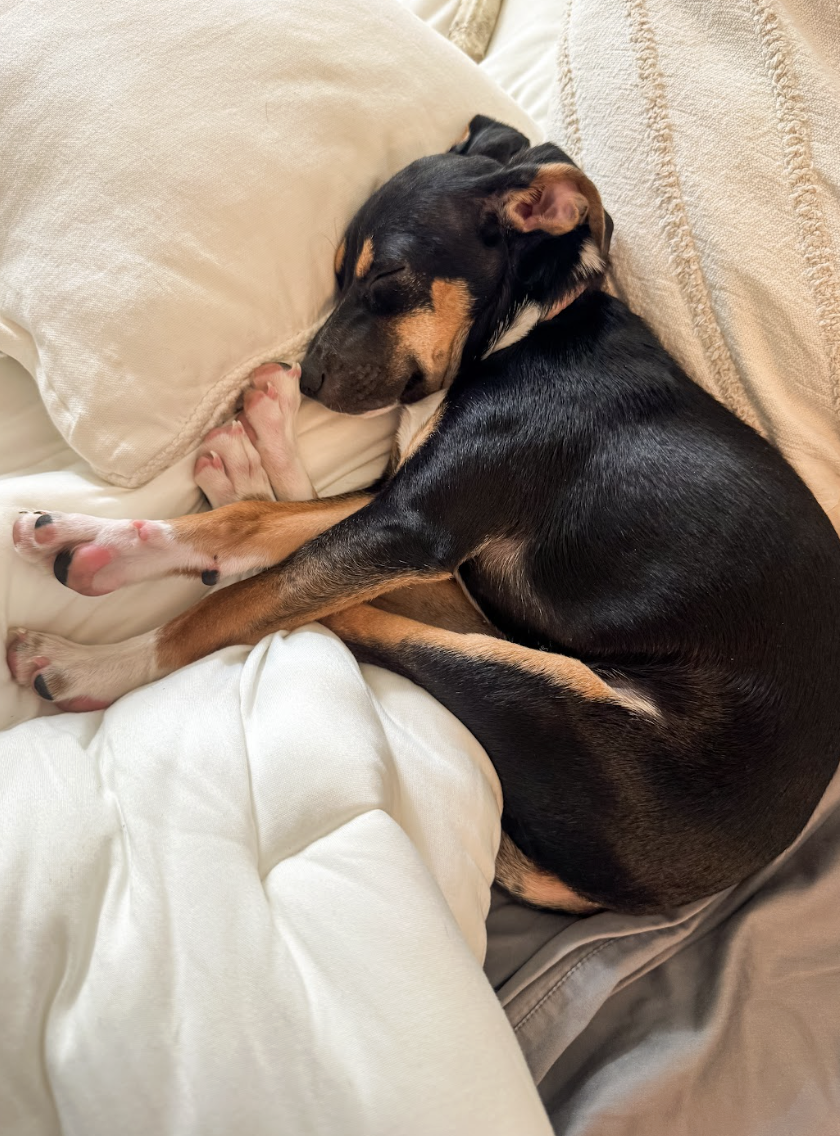 Screenshot 2026-03-25 at 3.04.57 PM.png