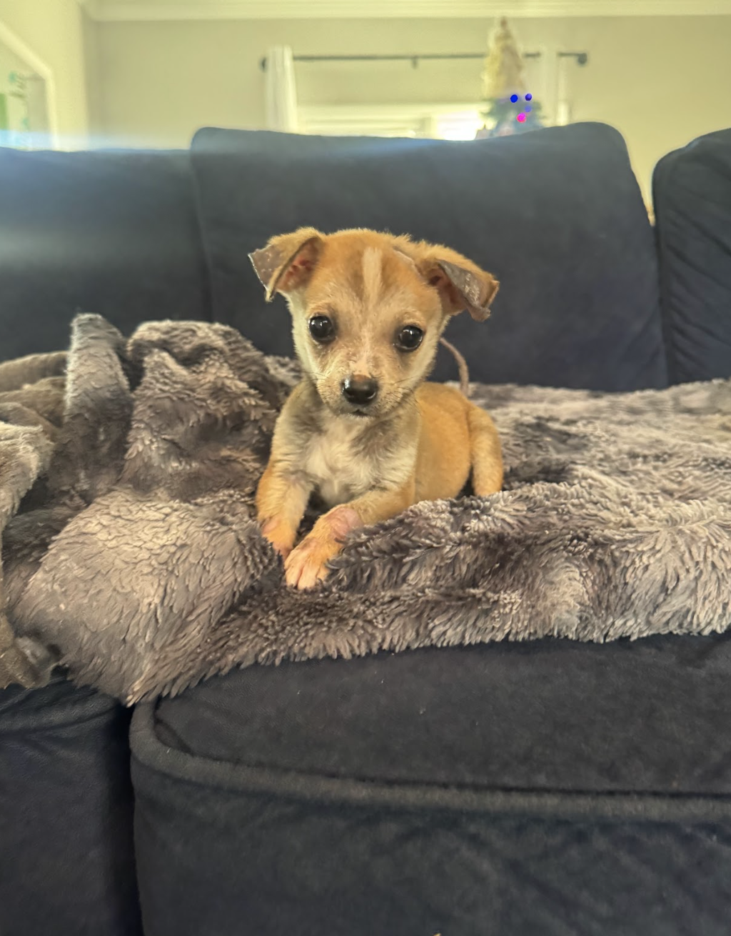 Screenshot 2025-12-10 at 12.35.40 PM.png