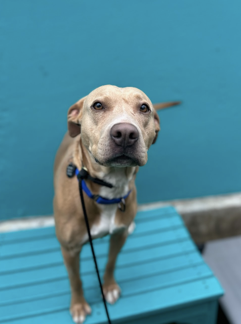 Screenshot 2026-02-19 at 7.30.40 PM.png