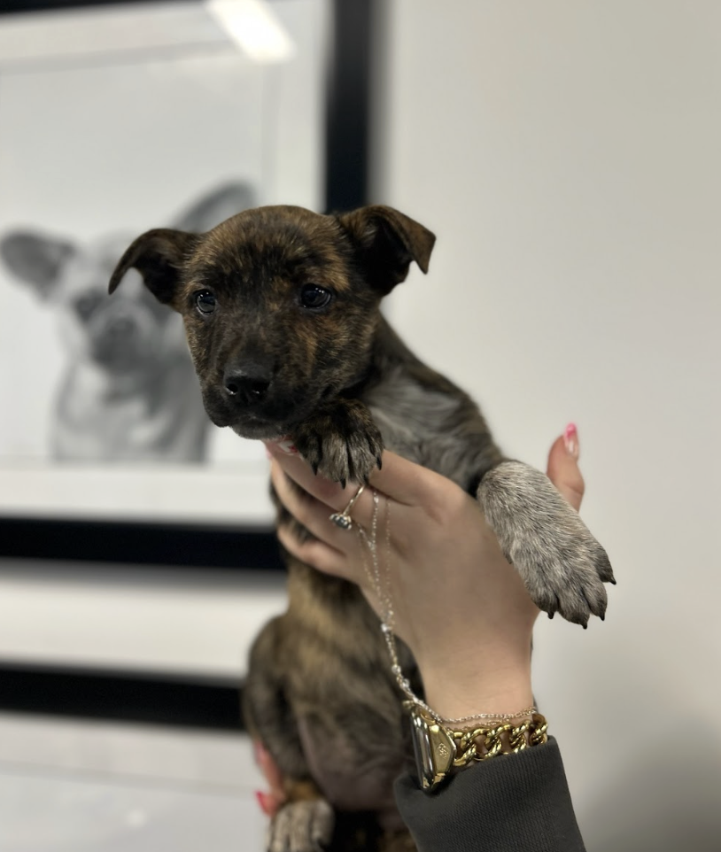 Screenshot 2026-03-12 at 2.54.09 PM.png