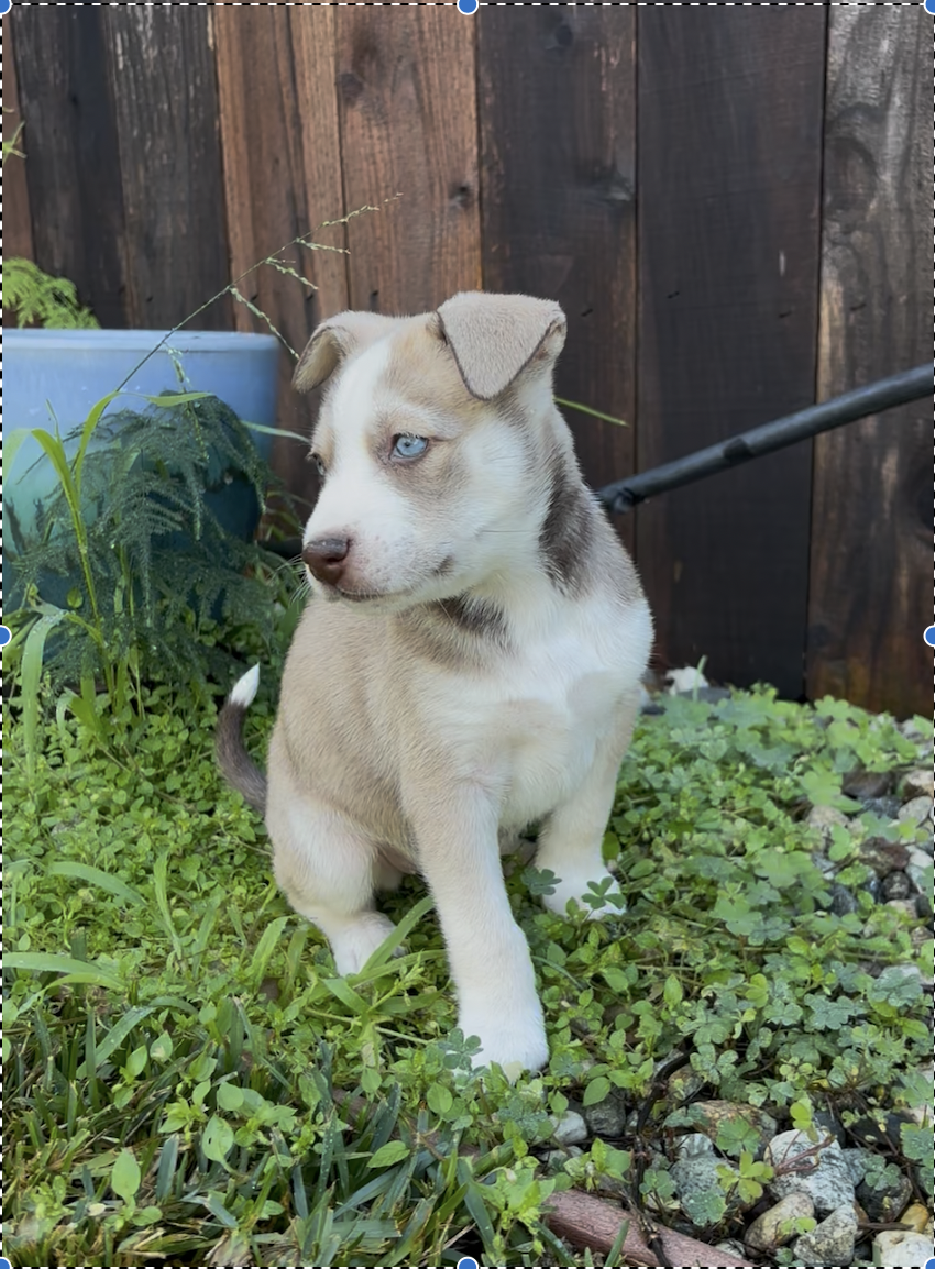 Screenshot 2026-02-17 at 5.59.29 PM.png