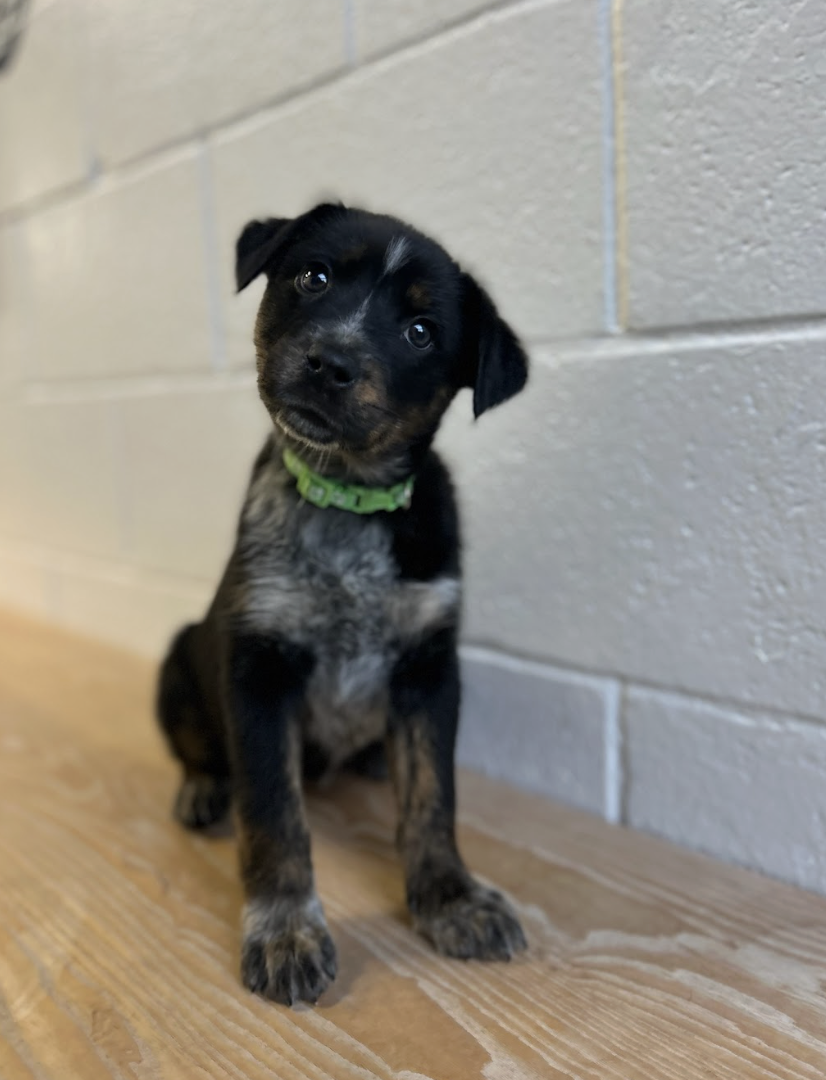 Screenshot 2026-02-19 at 7.07.30 PM.png