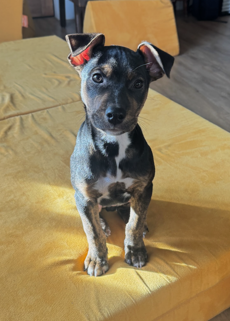 Scrabble, the Board Game Litter